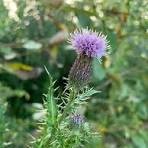 Noxious Weed Notice